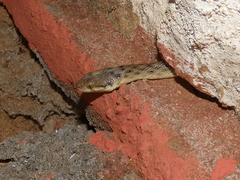 Madagascarophis colubrinus