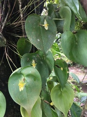 Pleurothallis prolaticollaris