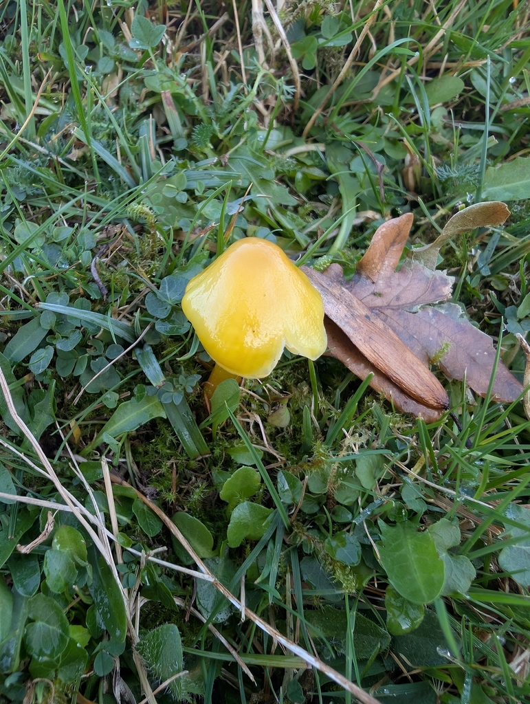Hygrocybe chlorophana · November 2025 · photo: © markbreaks (iNaturalist, cc-by)
