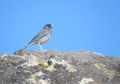 Rhopospina alaudina