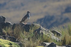 Thinocorus orbignyianus