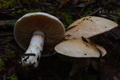 Cortinarius albofragrans