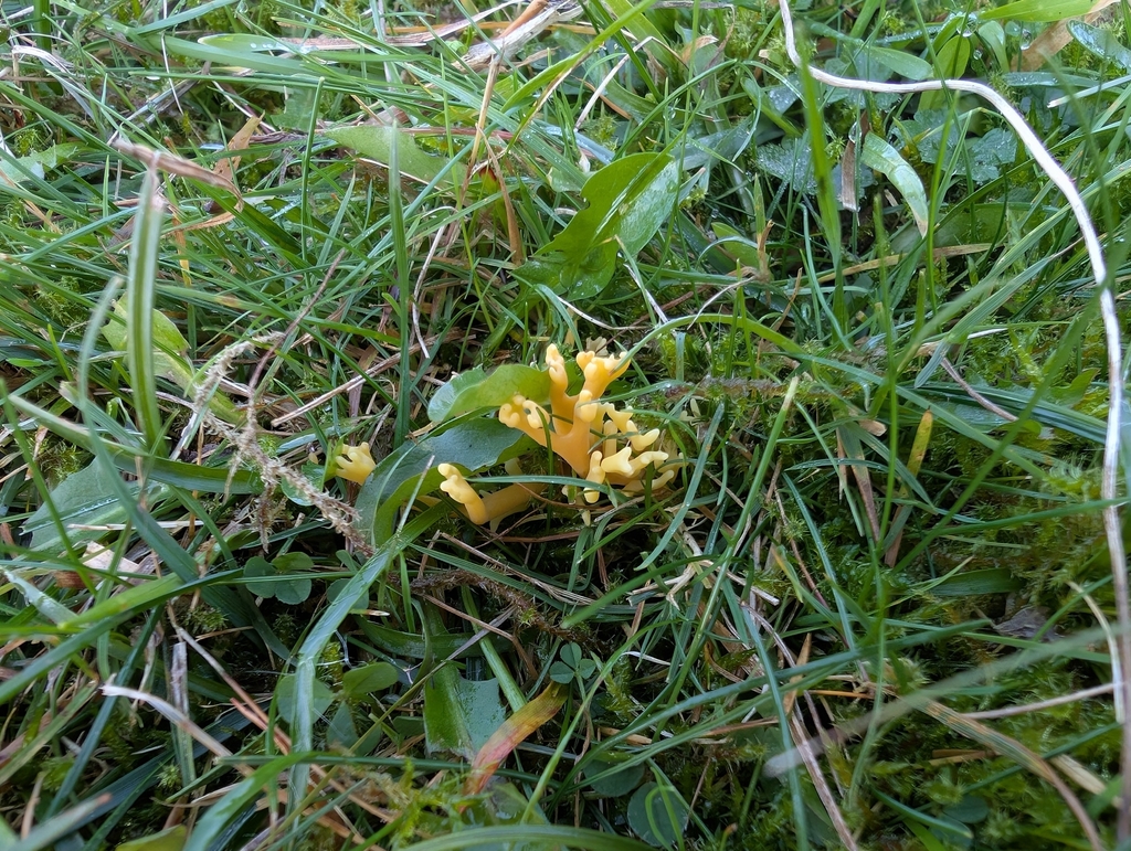 Clavulinopsis corniculata · November 2025 · photo: © markbreaks (iNaturalist, cc-by)