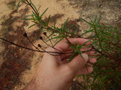 Cistus libanotis, photograph (c) Duarte Frade, some rights reserved (CC BY)