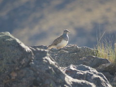 Thinocorus orbignyianus