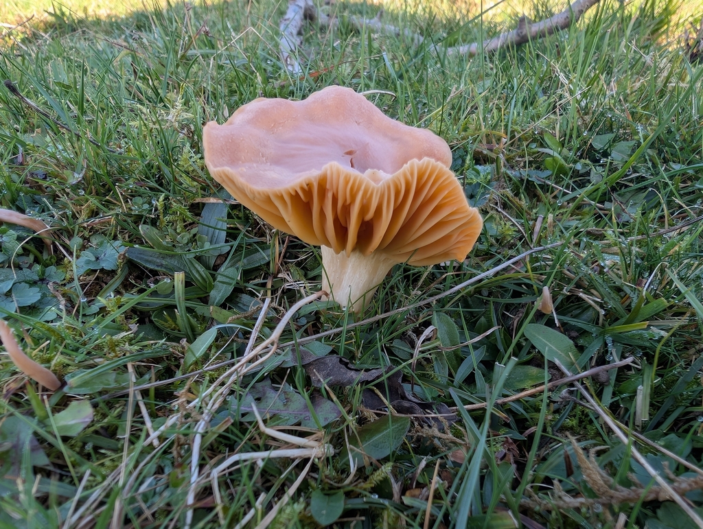 Cuphophyllus pratensis · November 2025 · photo: © markbreaks (iNaturalist, cc-by)