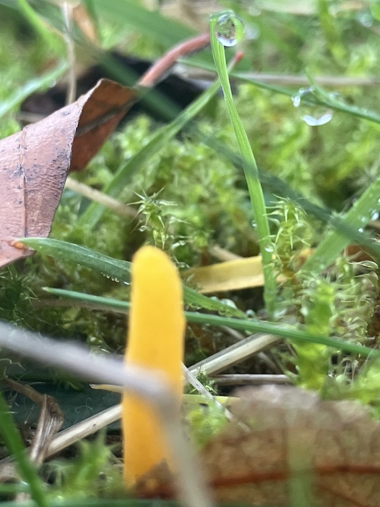 Clavulinopsis helvola · November 2025 · photo: © empressmoth (iNaturalist, cc0)