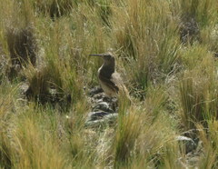 Geositta tenuirostris