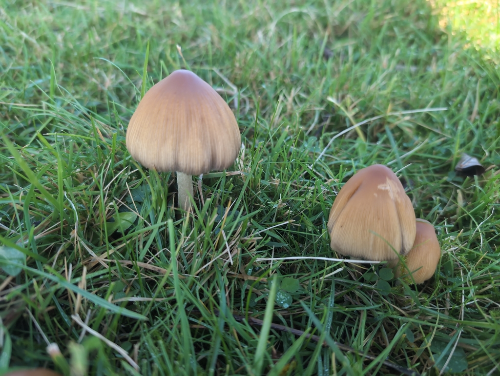 Micacei · November 2025 · photo: © markbreaks (iNaturalist, cc-by)