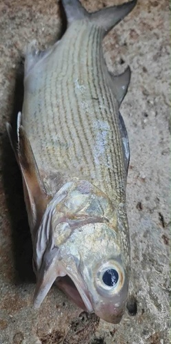 Polydactylus sexfilis observed 2025-11-16
