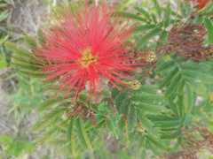 Calliandra tweediei