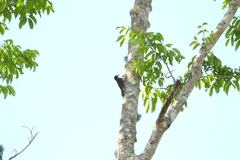 Lepidocolaptes duidae