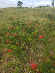 Calliandra tweediei