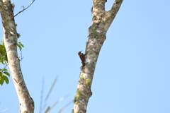 Lepidocolaptes duidae