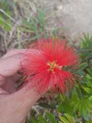 Calliandra tweediei