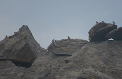 Spinus crassirostris