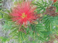 Calliandra tweediei