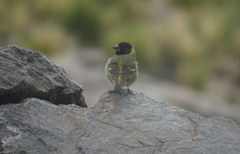 Spinus crassirostris