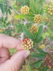 Calliandra tweediei