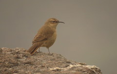 Upucerthia validirostris