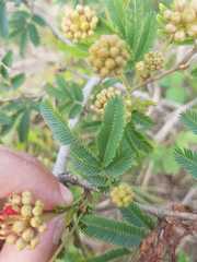 Calliandra tweediei