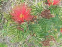 Calliandra tweediei