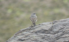 Muscisaxicola cinereus