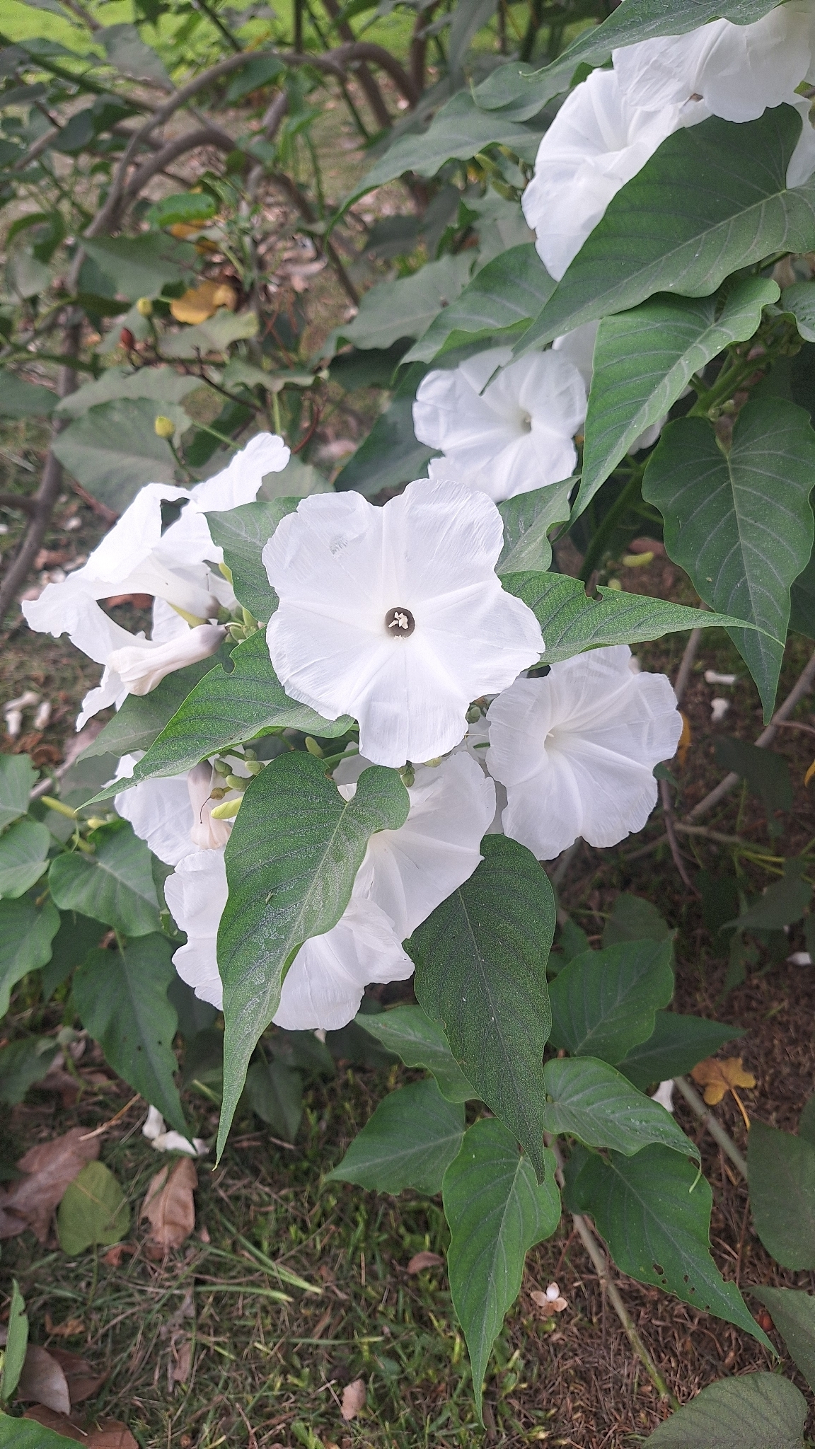 Ipomoea carnea