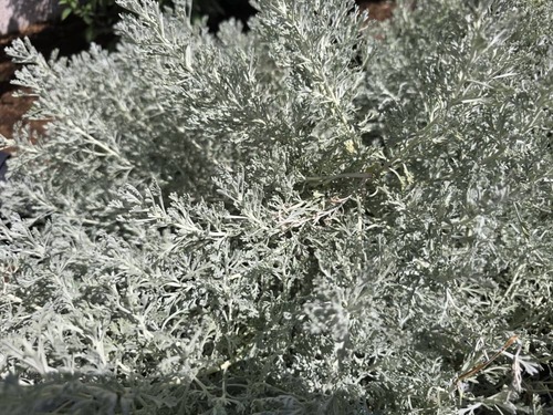 Artemisia abyssinica
