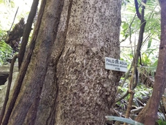 Dendropanax arboreus