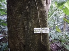 Robinsonella mirandae