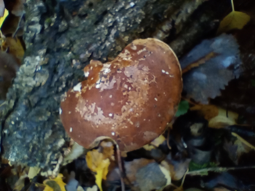 Fomitopsis betulina · November 2025 · photo: © melica (iNaturalist, cc-by)