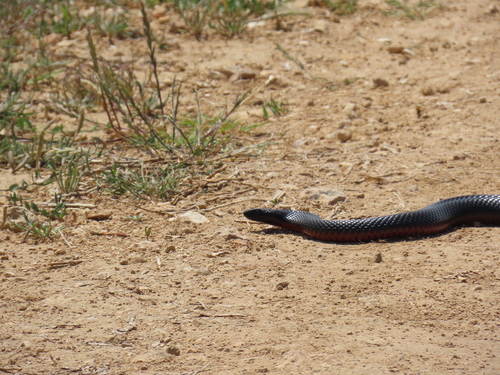 Red-bellied Black Snake sighting