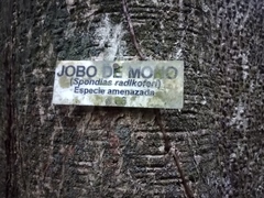 Spondias radlkoferi