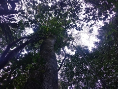 Spondias radlkoferi