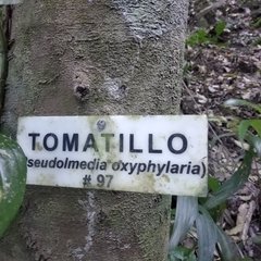 Pseudolmedia glabrata