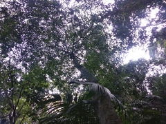 Pseudolmedia glabrata