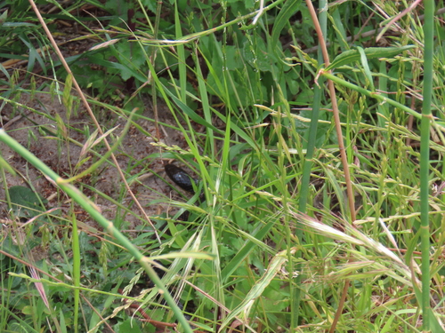 Tiger Snake sighting