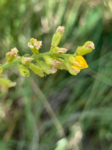 Image of Melolobium wilmsii by (c) Matthew Fainman, some rights reserved (CC BY)
