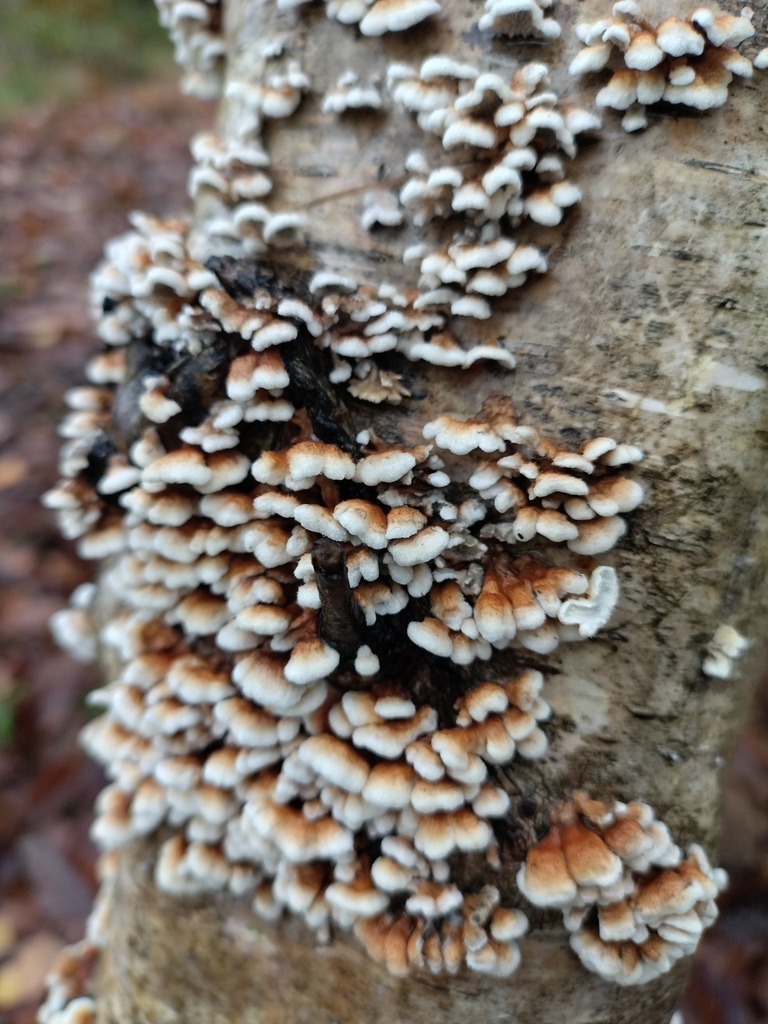 Plicatura crispa · November 2025 · photo: © chrisprocter (iNaturalist, cc-by)