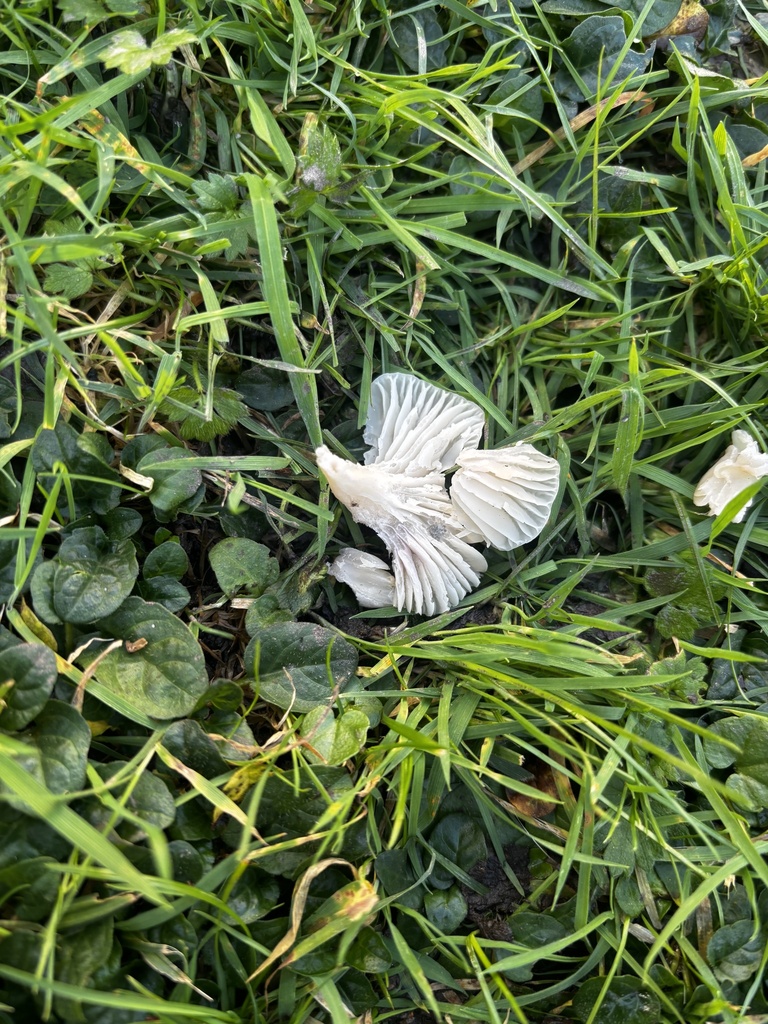 Cuphophyllus virgineus · November 2025 · photo: © crystalmarir (iNaturalist, cc0)