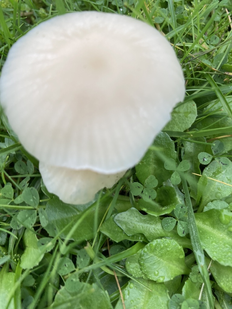 Cuphophyllus virgineus · November 2025 · photo: © nick37158 (iNaturalist, cc-by)