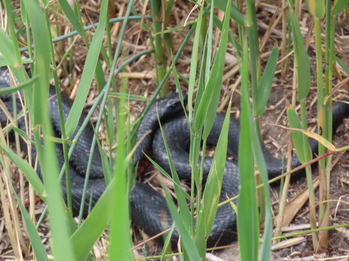 Red-bellied Black Snake sighting