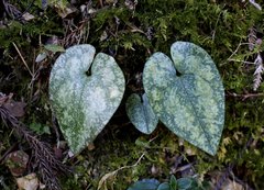 Asarum curvistigma