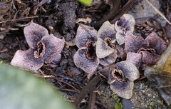 Asarum curvistigma