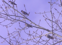 Bombycilla garrulus