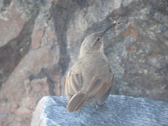 Upucerthia validirostris