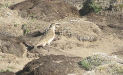 Geositta tenuirostris