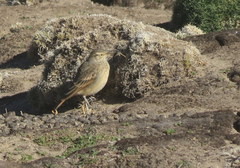 Geositta tenuirostris
