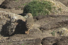 Geositta tenuirostris